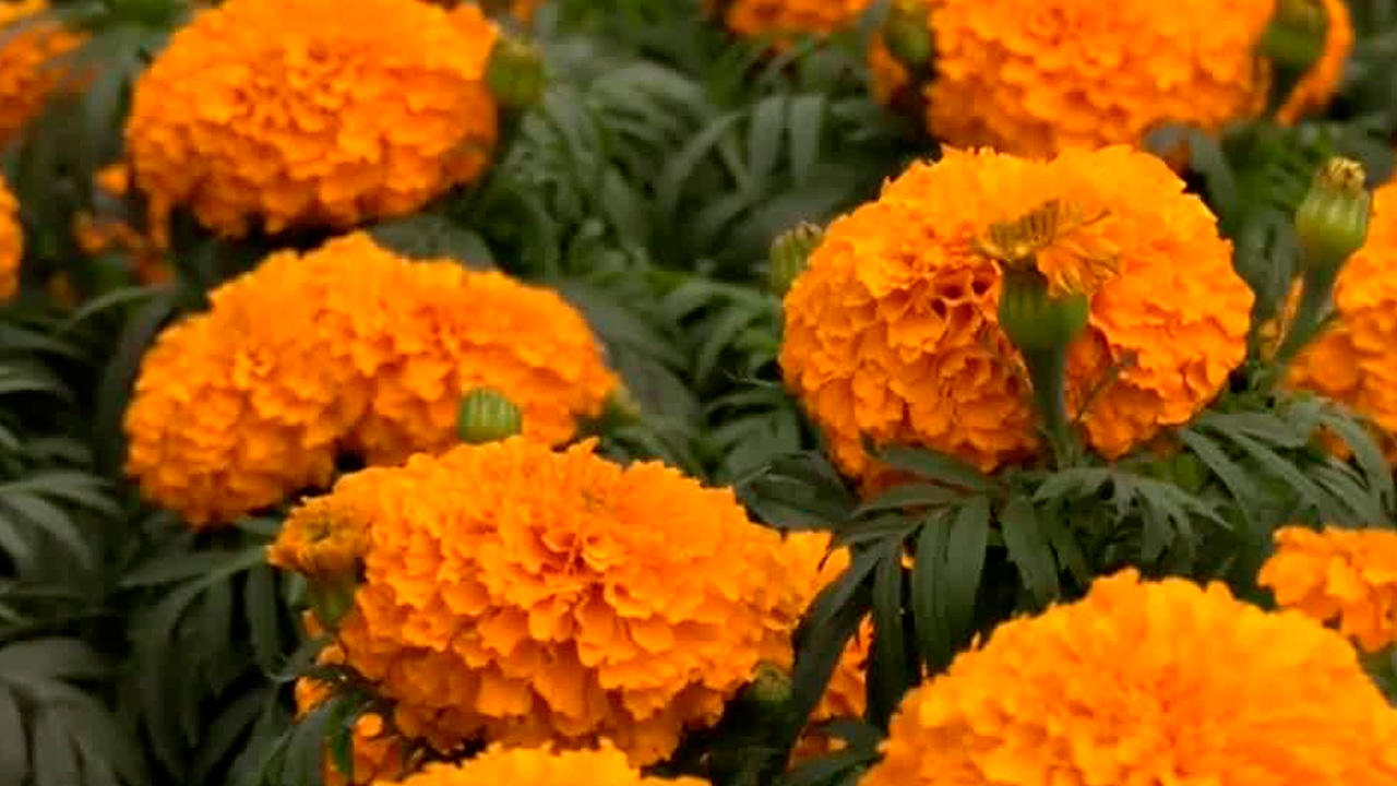 Xochimilco produce millones de flores de cempasúchil para Día de Muertos