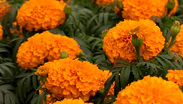 Xochimilco produce millones de flores de cempasúchil para Día de Muertos