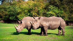 Zoológico Guadalajara recibirá a cuatro rinocerontes blancos que viajarán casi 10 mil kilómetros