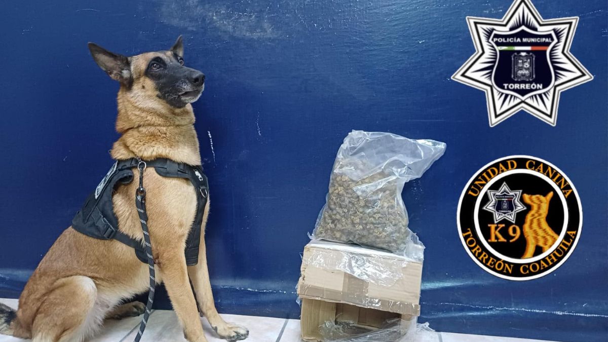 El ejemplar canino Olivia marcó la caja de cartón durante los recorridos de vigilancia de la DSPM en la calle 38 de Torreón.