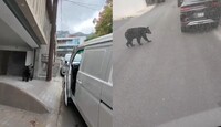 En las imágenes se observa al joven concluir la entrega de un paquete y después se topa con el oso.