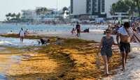 México invertirá millones de dólares para limpiar sargazo en el Caribe mexicano | AP