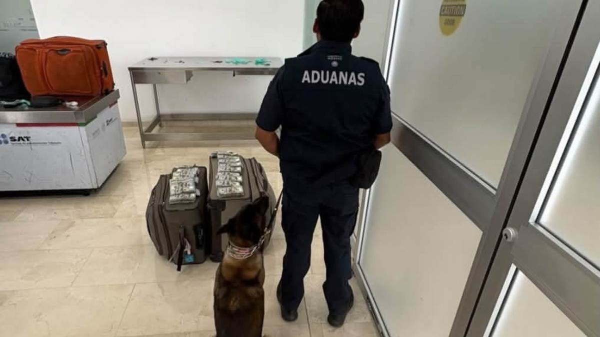 El perro 'Cinta' detectó el dinero en efectivo oculto en dos maletas | Defensa