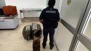 El perro 'Cinta' detectó el dinero en efectivo oculto en dos maletas | Defensa