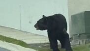 Un automovilista registró el momento en que el animal caminaba junto a las jardineras.