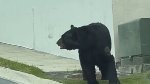 Un automovilista registró el momento en que el animal caminaba junto a las jardineras.