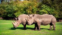 Zoológico Guadalajara recibirá a cuatro rinocerontes blancos que viajarán casi 10 mil kilómetros