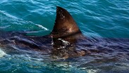 La aleta de un tiburón blanco en las aguas frente Gansbaai, Sudáfrica (imagen ilustrativa)