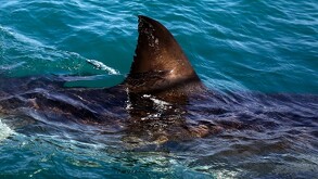 La aleta de un tiburón blanco en las aguas frente Gansbaai, Sudáfrica (imagen ilustrativa)