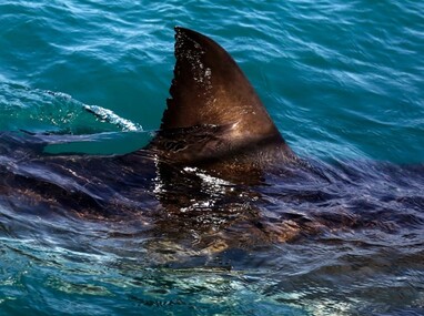 La aleta de un tiburón blanco en las aguas frente Gansbaai, Sudáfrica (imagen ilustrativa)