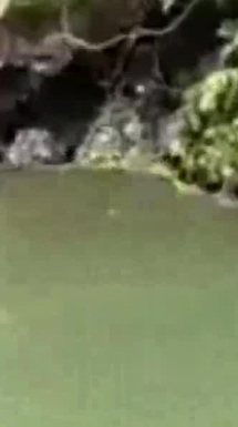 Avistan venado nadando en el Cañón del Sumidero, Chiapas