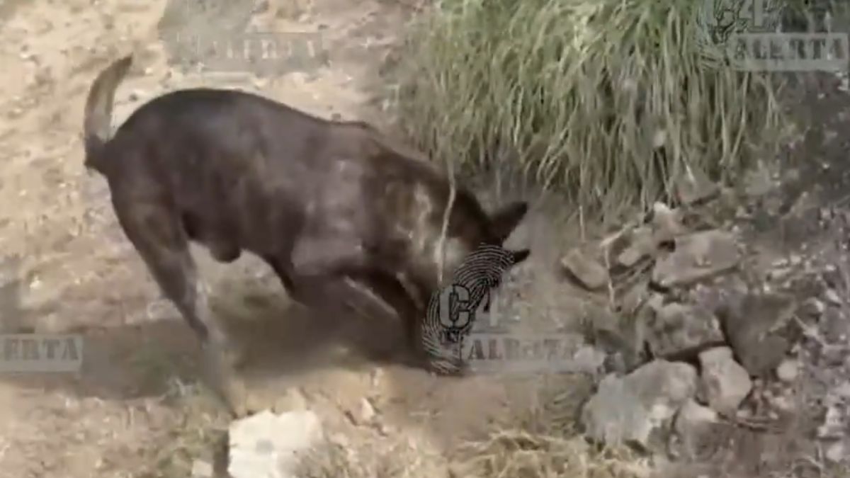 'Kratos', binomio canino, halla toma clandestina de combustible en Hidalgo.