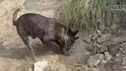 'Kratos', binomio canino, halla toma clandestina de combustible en Hidalgo.