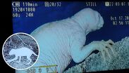 Materiales presentados por investigadores muestran a una presunta criatura de aspecto reptiliano.