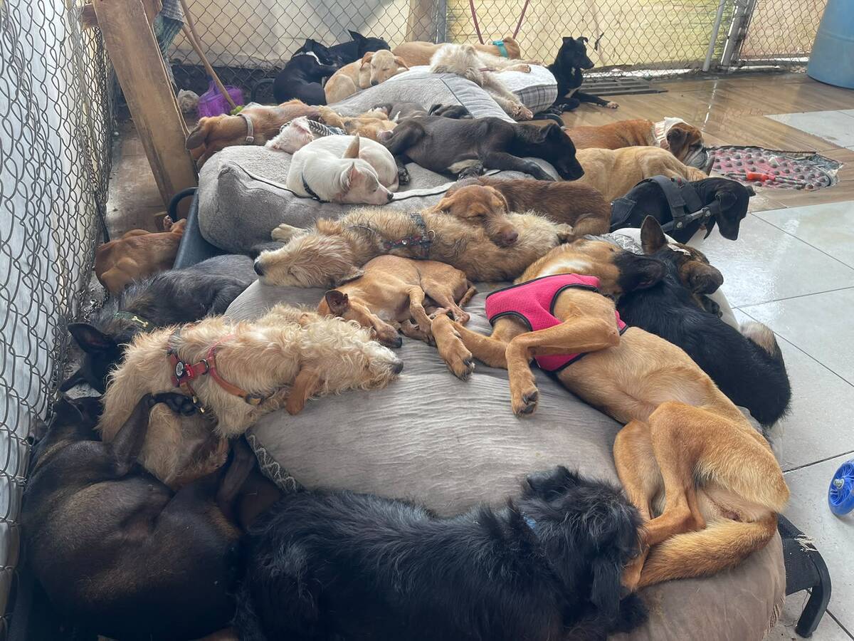No solo son perros, son 15 años de esfuerzo diario