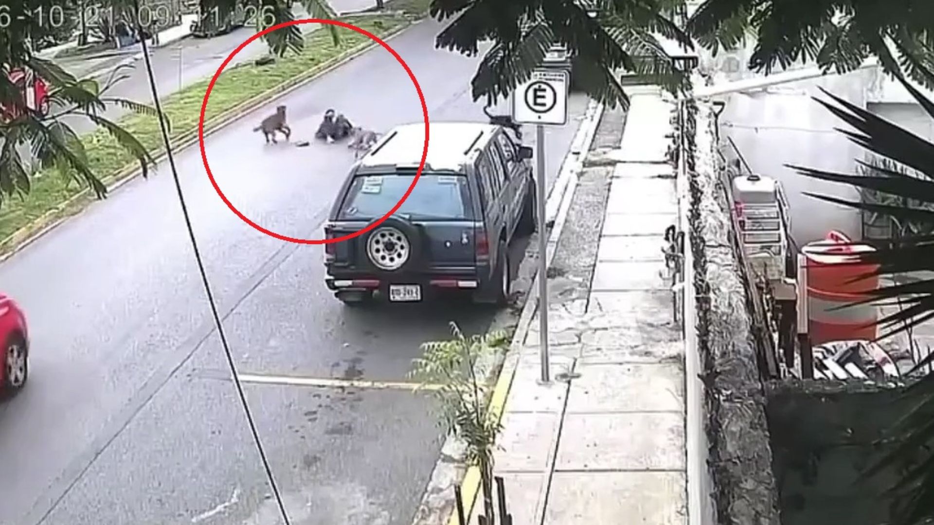 Captan ataque de tres perros contra una mujer en San Nicolás de los Garza