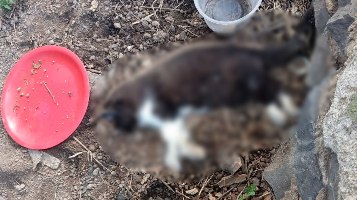 La comunidad de gatos en el Parque Alcalde de Guadalajara estaba integrada por aproximadamente 40 felinos