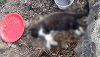 La comunidad de gatos en el Parque Alcalde de Guadalajara estaba integrada por aproximadamente 40 felinos