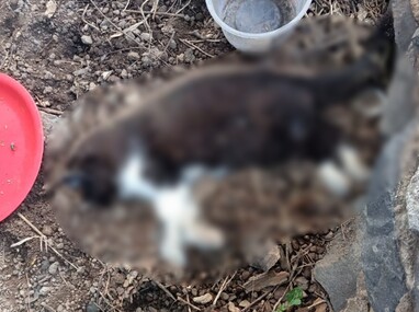 La comunidad de gatos en el Parque Alcalde de Guadalajara estaba integrada por aproximadamente 40 felinos
