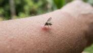El Shamonda se transmite por medio de mosquitos chupadores de sangres