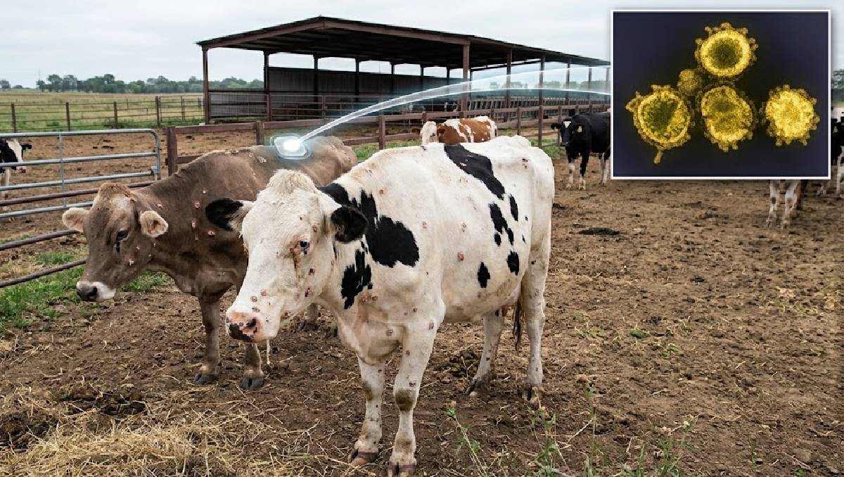 El virus del Shamonda se transmite principalmente en el ganado