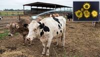 El virus del Shamonda se transmite principalmente en el ganado