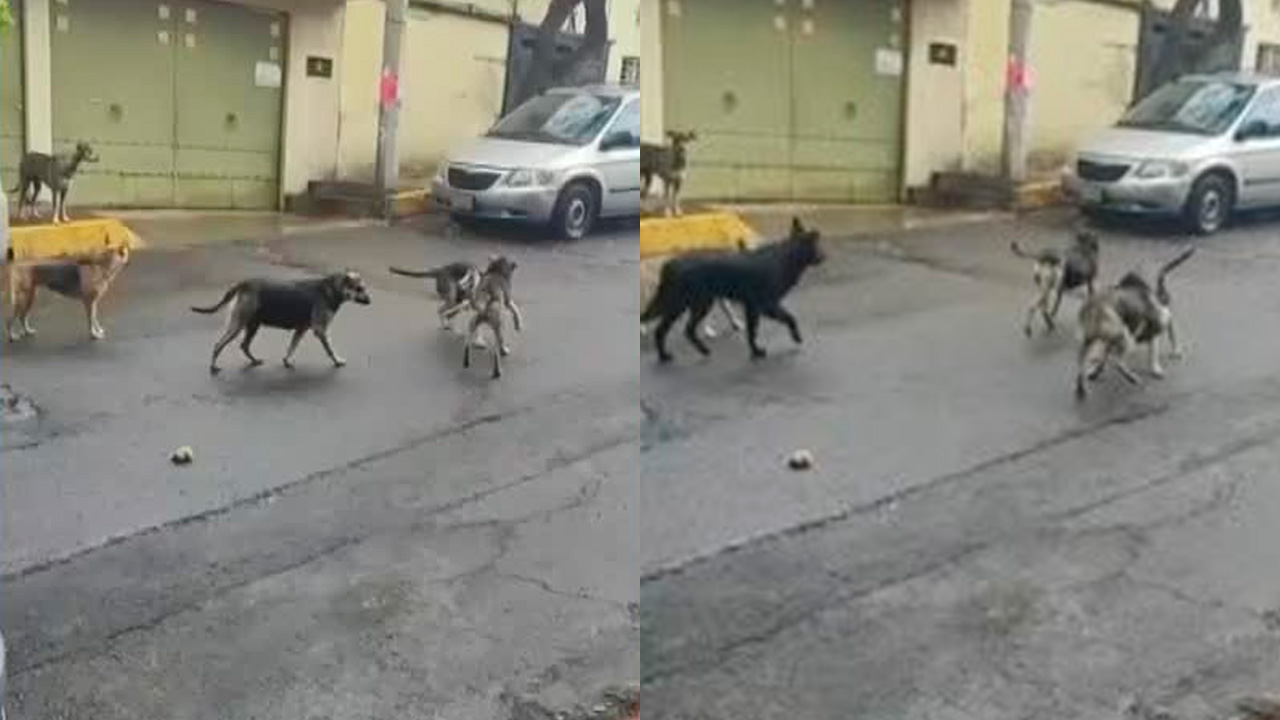 Jauría de perros mata a cinco gatos y alarma a vecinos de la Álvaro Obregón