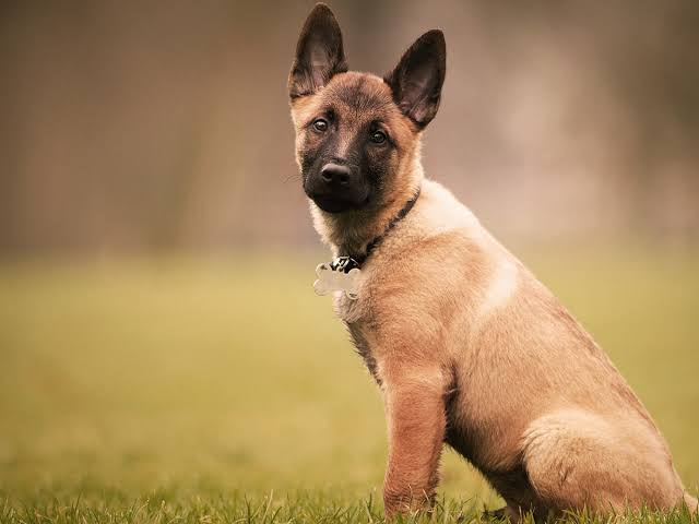 La valoración veterinaria detectó contusiones y dolor lumbar, sin lesiones que pongan en riesgo su vida.