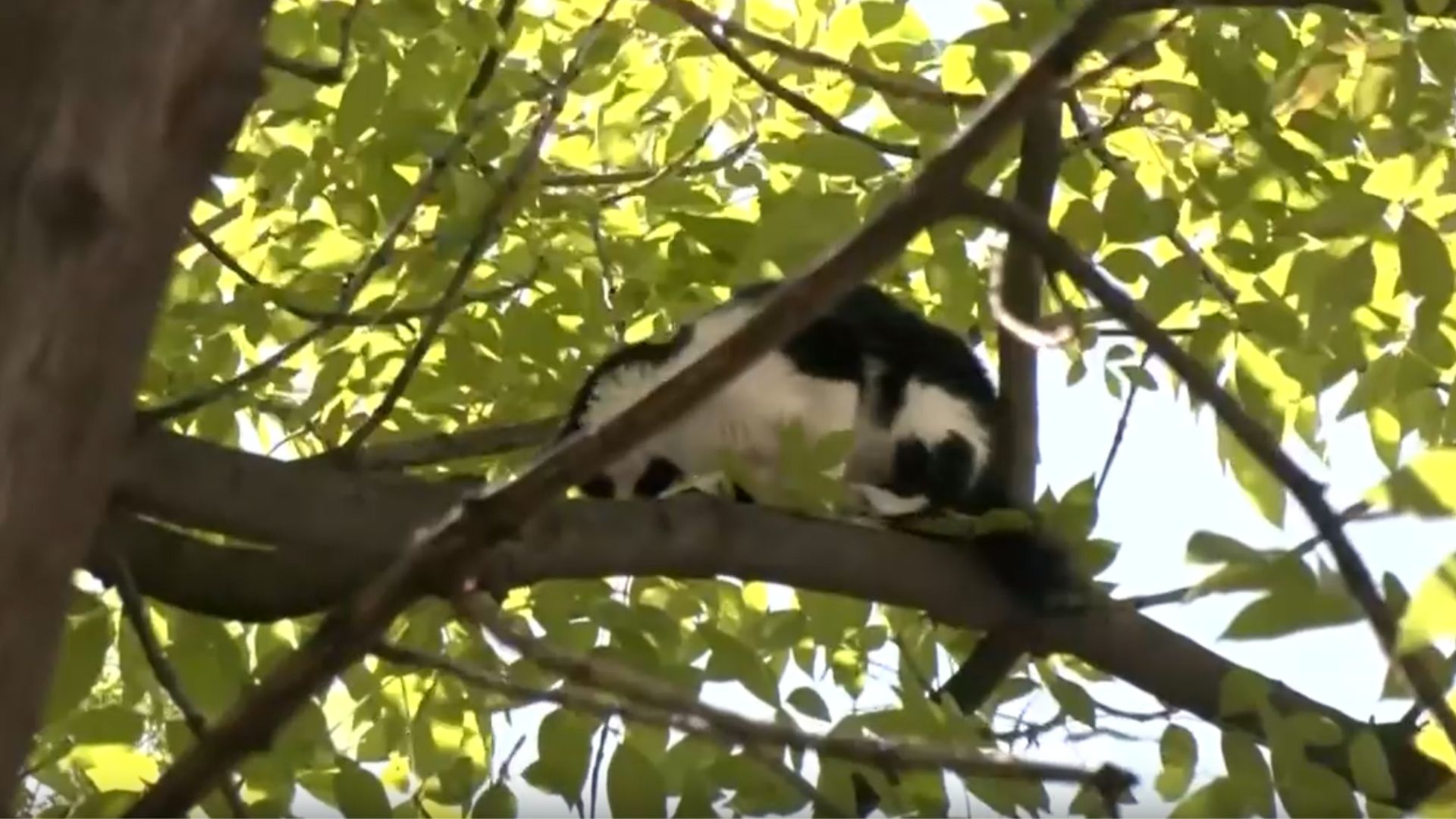 Bomberos intentan rescatar a gato en Reforma; felino cae y corre tras el impacto