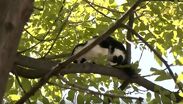 Bomberos intentan rescatar a gato en Reforma; felino cae y corre tras el impacto