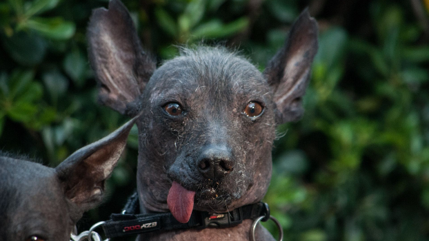Los perros Xoloitzcuintle son una de las razas más emblemáticas de las celebraciones del Día de Muertos.