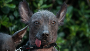 Los perros Xoloitzcuintle son una de las razas más emblemáticas de las celebraciones del Día de Muertos.