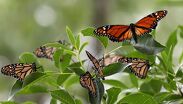 La Secretaría de Medio Ambiente estatal publicó una serie de reglas para ayudar a la mariposa monarca a seguir su camino.