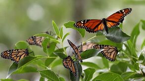 La Secretaría de Medio Ambiente estatal publicó una serie de reglas para ayudar a la mariposa monarca a seguir su camino.