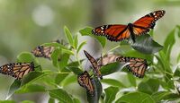 La Secretaría de Medio Ambiente estatal publicó una serie de reglas para ayudar a la mariposa monarca a seguir su camino.