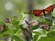 La Secretaría de Medio Ambiente estatal publicó una serie de reglas para ayudar a la mariposa monarca a seguir su camino.
