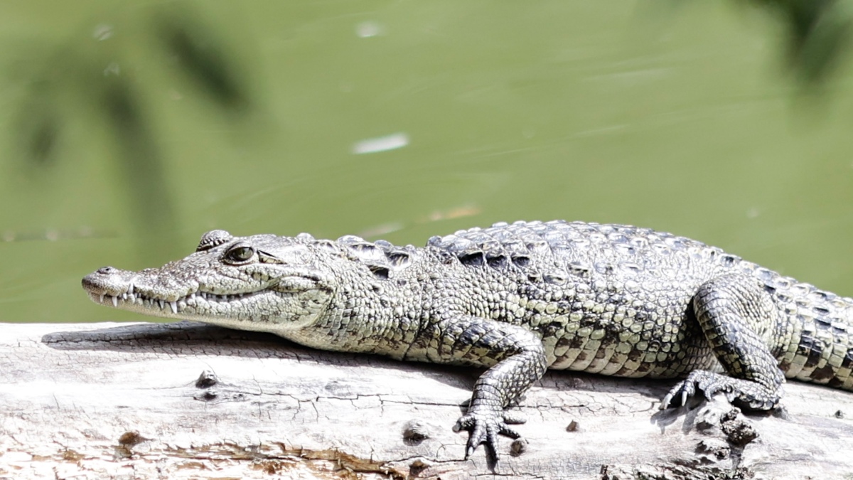 Capturan a "Fugaz", el cocodrilo de la Laguna de San Baltazar | Anel Esgua