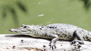 Capturan a "Fugaz", el cocodrilo de la Laguna de San Baltazar | Anel Esgua