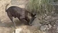 'Kratos', binomio canino, halla toma clandestina de combustible en Hidalgo.