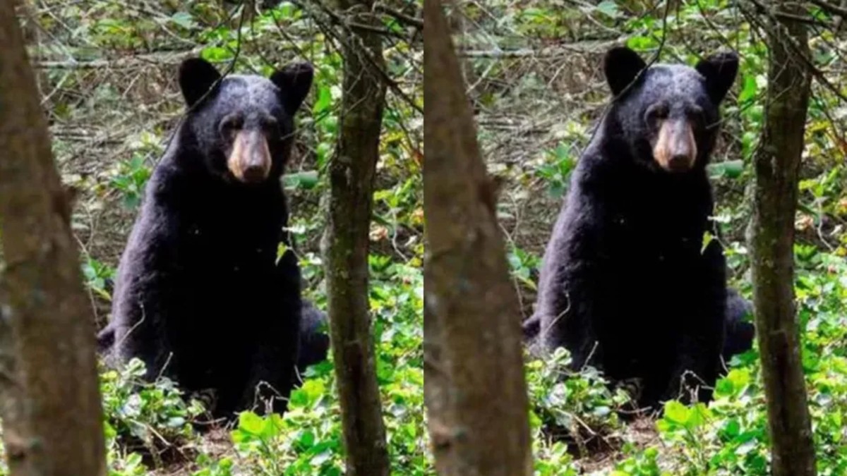 Los avistamientos de osos cada vez son más frecuentes