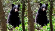 Los avistamientos de osos cada vez son más frecuentes