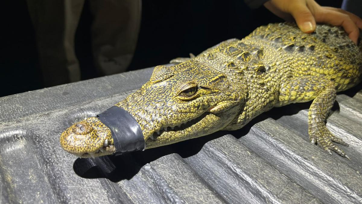 'Baltazarina' es un ejemplar hembra de cocodrilo de pantano que vivió casi un año en la Laguna de San Baltazar |