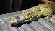 'Baltazarina' es un ejemplar hembra de cocodrilo de pantano que vivió casi un año en la Laguna de San Baltazar |