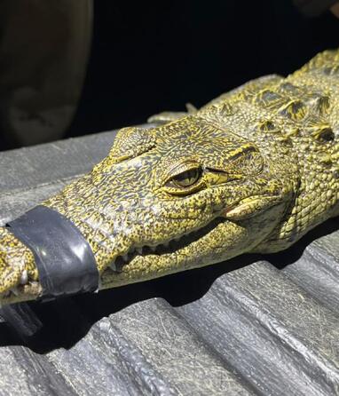 'Baltazarina' es un ejemplar hembra de cocodrilo de pantano que vivió casi un año en la Laguna de San Baltazar |