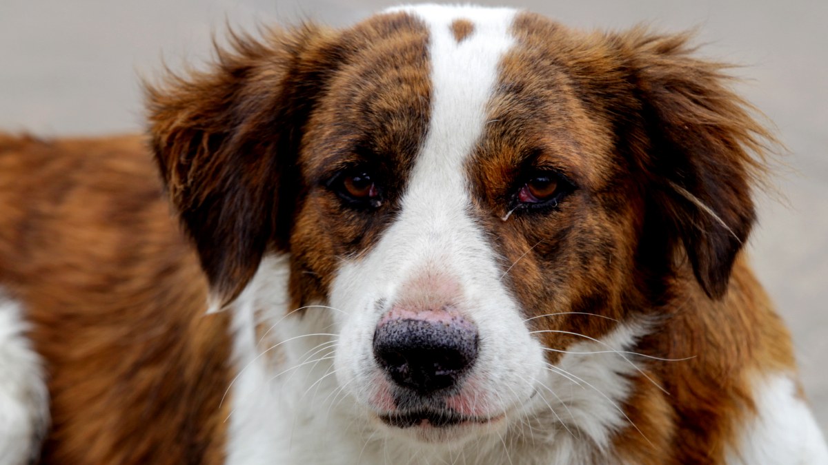 Fue gracias a la necropsia practicada a un perro comunitario que se halló una posible intoxicación masiva de canes / Agencia Es Imagen (Ilustrativa)