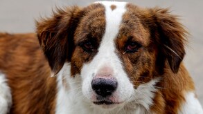 Fue gracias a la necropsia practicada a un perro comunitario que se halló una posible intoxicación masiva de canes / Agencia Es Imagen (Ilustrativa)