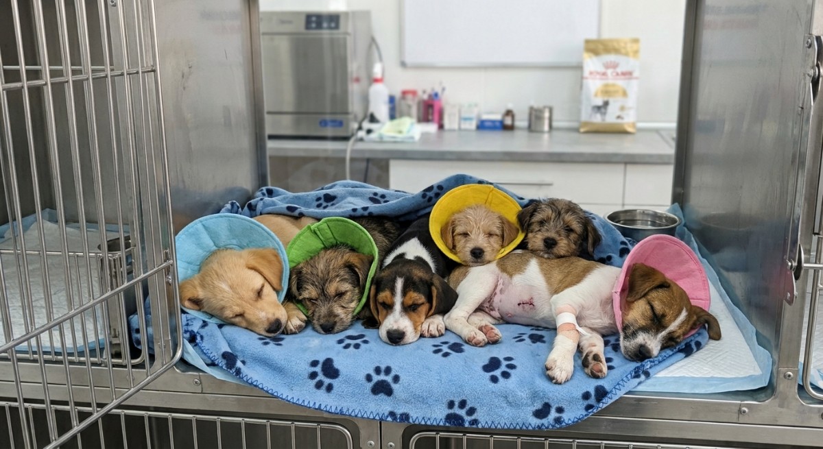 El horario de atención para la recepción de los animales operará en un lapso de 9:00 AM a 1:00 PM.