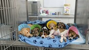El horario de atención para la recepción de los animales operará en un lapso de 9:00 AM a 1:00 PM.