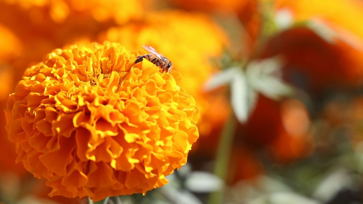 La flor de cempasúchil se cultiva entre verano y otoño