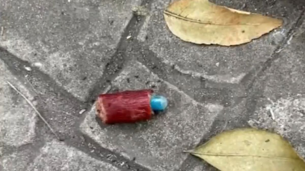 Perros resultan intoxicados tras pasear en Parque España, CdMx; habían pedazos de carne con pastillas azules.